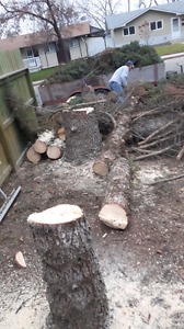 Tree cutting and removal.
