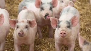 Wanted: Weaner pigs