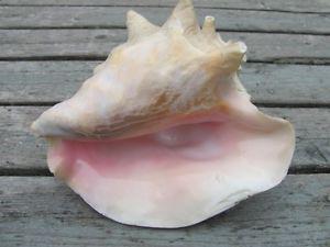 Nice conch shell $17
