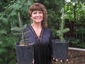 Trees for sale - potted spruce seedlings - $6.00 each