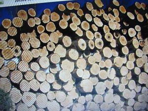 Wanted: buyer-log-cedar-also-havester-woodland