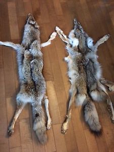 Coyote fur/pelts