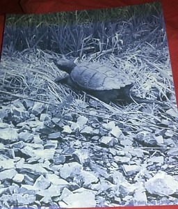 Turtle picture