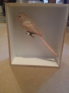 Lovely Bird Art Box