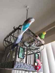 Cage d'oiseau décorative