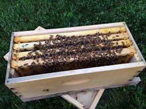 Honey Bees - 5-Frame Nucs -  Buy Bees