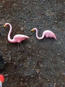 Wanted: Pink Flamingos.