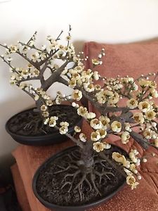 Beautiful japanese plant home decor