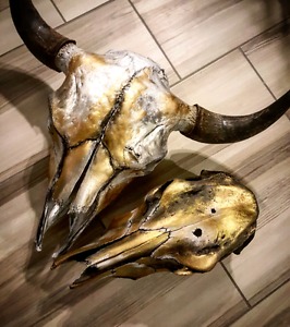 Bison & cow skull