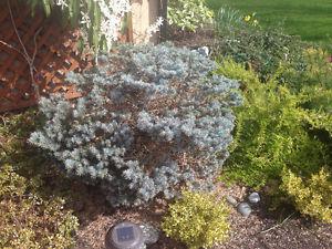 Blue spruce bush