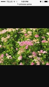 Free Princess Spirea shrub - gone ppu