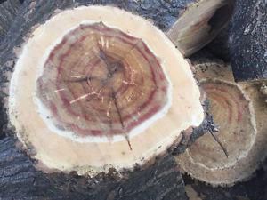 Manitoba Maple fresh cut wood