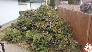 free wood