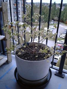 ### BLUEBERRY plants, 2 yrs old, prolific fruit!!!