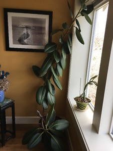 Philadendron