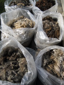 Raw or washed wool fleeces