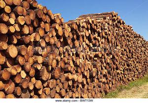 Jackpine Firewood
