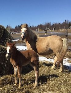 Mother and Colt