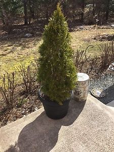 Large Evergreen Cedar Shrub and Pot