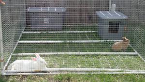 Wanted: All wire Rabbit cage 3 ft or longer
