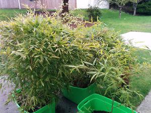 Beautiful Bamboo plants for sale