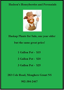 Haskap Plants for Sale