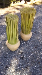 Pair of Reed Planters