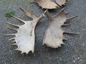 Wanted: Antler