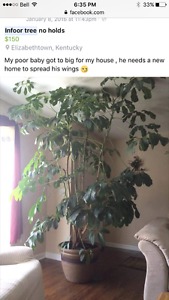 Wanted: Wanted large indoor umbrella tree