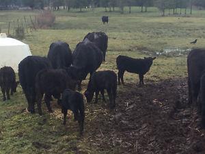 Black Angus cow calf pairs