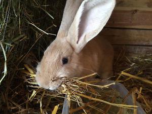 Flemish Giant Rabbits