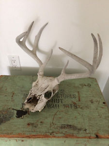 Natural deer shed skull