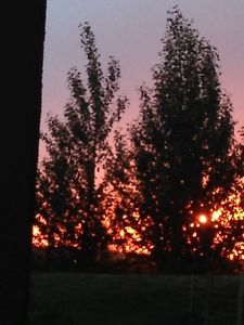 Potted Okanese Poplars