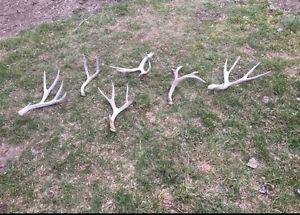 Wanted: Loads of deer antlers for sale!