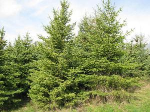 8' to 12' spruce trees for sale
