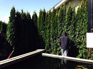 Cedar hedges installed Langley