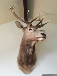 Elk Head, mounted, beautiful condition