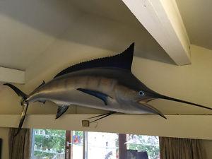 Marlin, beautifully mounted, perfect condition