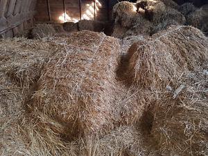 Bales of bedding hay