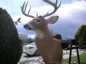 MOUNTED 4 POINT WHITE TAIL DEER HEAD