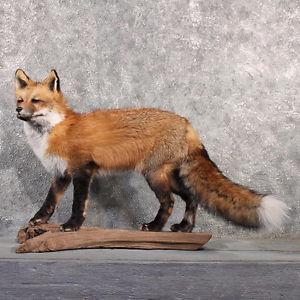 Taxidermy Newfoundland red fox
