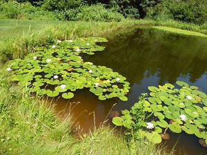 Water Lilies