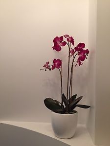 Designer large white pot dark pink orchid from home sense