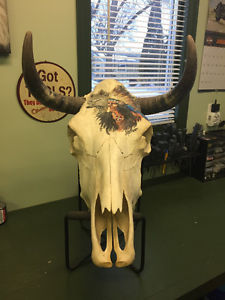 Genuine Painted Steer Skull