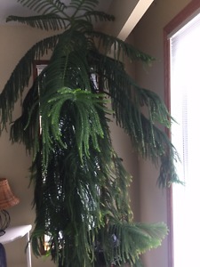 Norfolk Pine 7 foot with pot