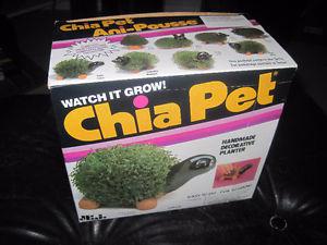 Brand New  Chia Turtle Pet