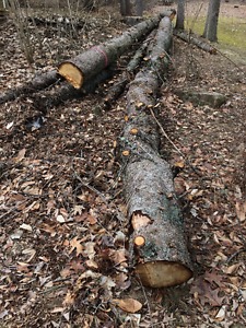 Free logs or firewood