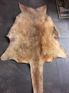 Kangaroo pelt