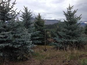 BLUE SPRUCE for landscaping Grand Forks BC