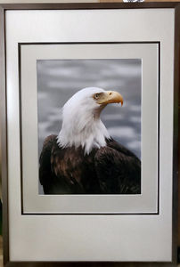Bald Eagle Print/Picture, Framed + Matted, Numbered